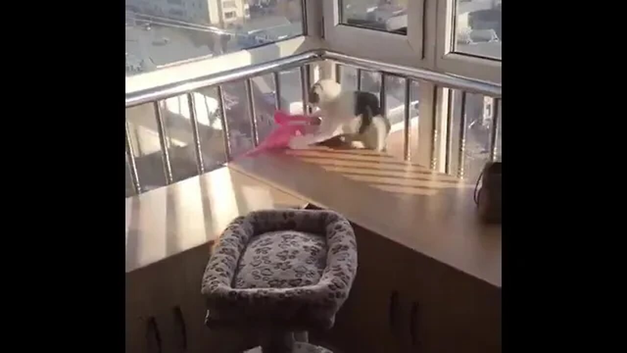 PLAYING CAT VIDEO MEAWWW