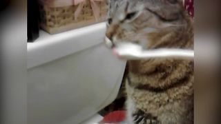 Hilarious Teeth Brushing Cat