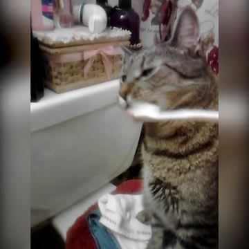 Hilarious Teeth Brushing Cat