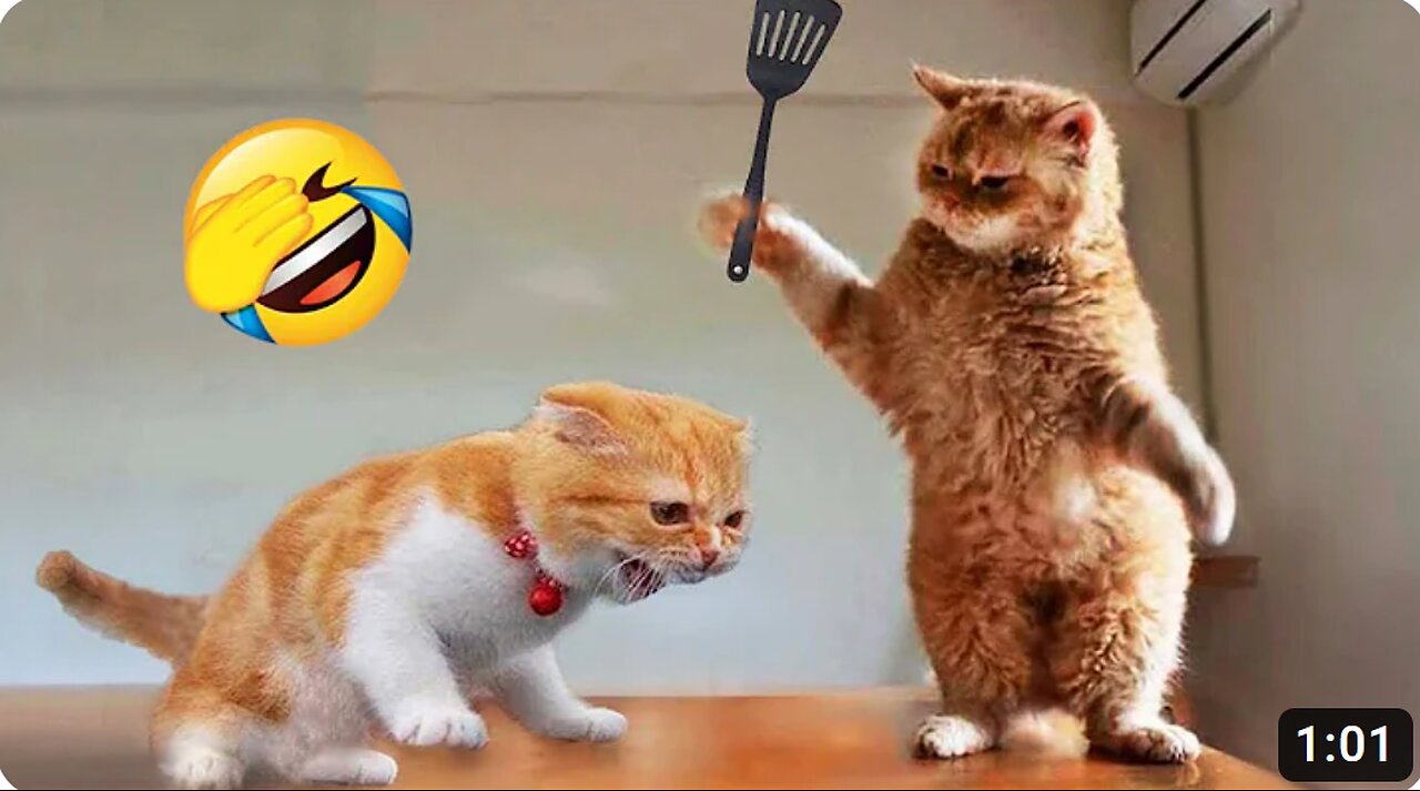 Funniest Animals 2024 😂 New Funny Cats and Dogs Videos 😻🐶 Part 1