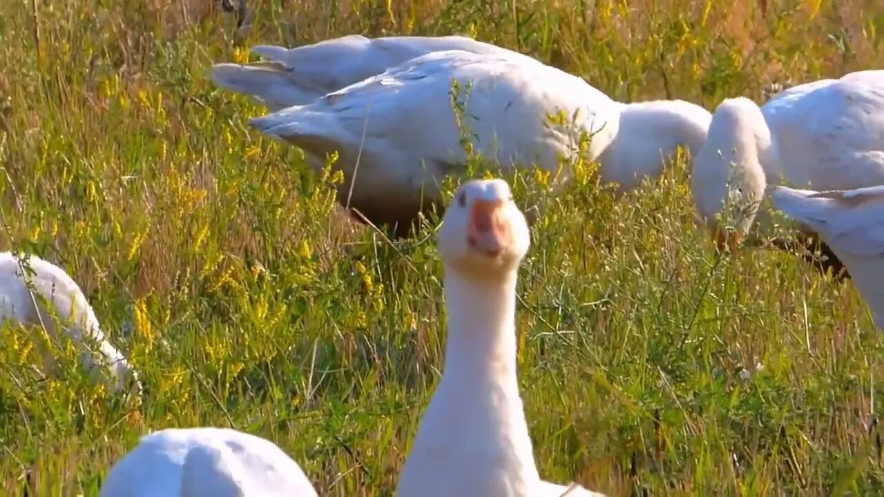 Dock family&apos;s eating Kits Amazing Bird naturefuture