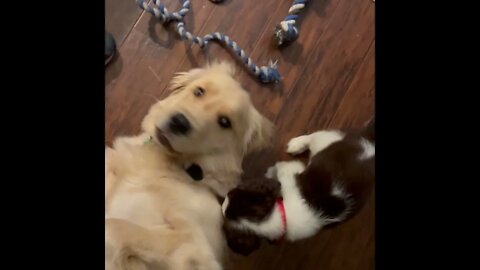 My Dogs, Ashlyn (Golden) & Link (Spaniel) - #shorts