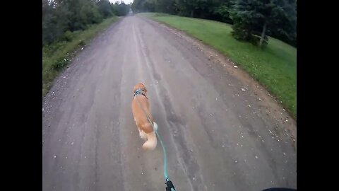 July 5th, 65º, yesterday was a wash out. Flynn and I head South on the road, short walk.