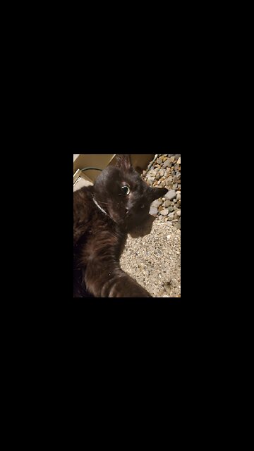 My stray cat- Spider