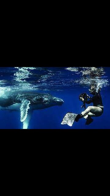 Baby whale playfully bumps into diver