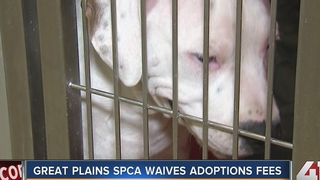 Great Plains SPCA to host adoption drive, waiving adoption fees