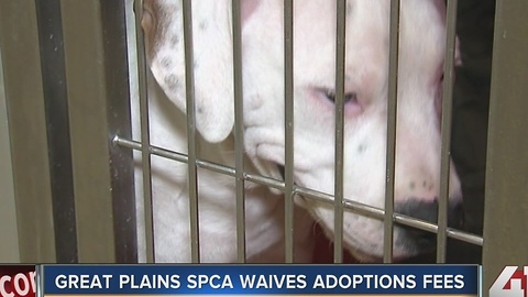 Great Plains SPCA to host adoption drive, waiving adoption fees