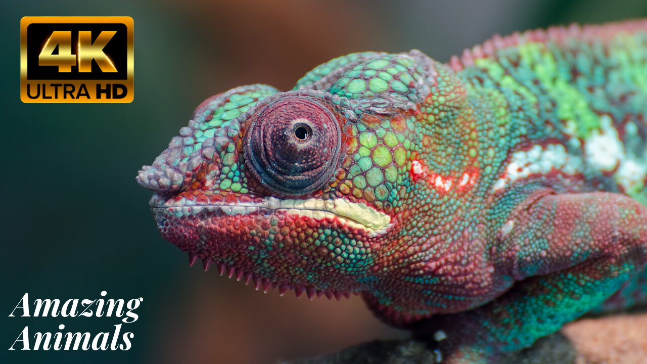 Special Wildlife Animals in 4K ULTRA HD 60FPS Collection of Unique Animals in 4K ULTRA HD 60FPS
