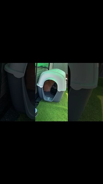 The cats and the dog are neighbours