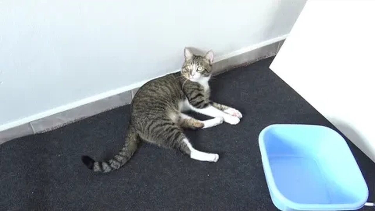 Curious Cat Sits in the Corner with Stretched Paws