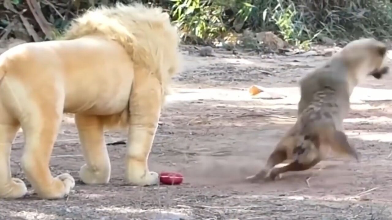 Funny dog prank fake Lion and Fake Tiger Prank To dog & Huge Box Prank to dog