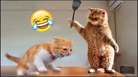 Funny Cats Video| Comedy Video | Cute Cats