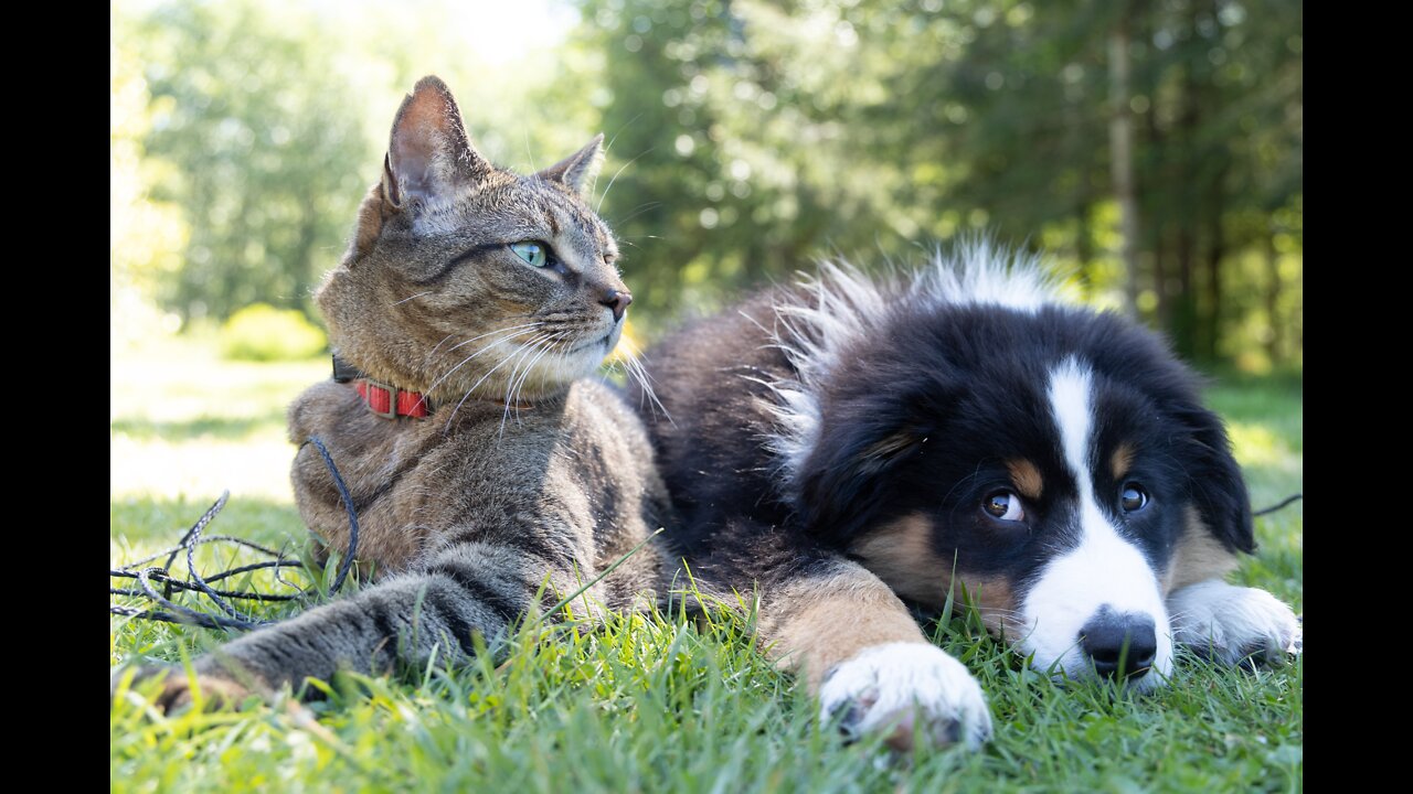 Train your dog to ignore your cat | How to befrend cat and dog