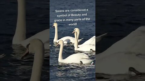 Swans Are Beautiful #swan #beautiful