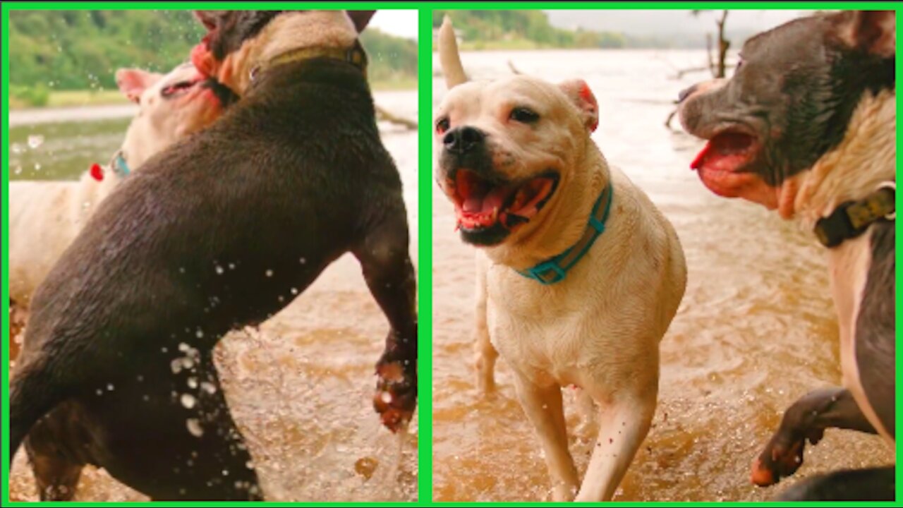 Two dogs playing in the water of the river