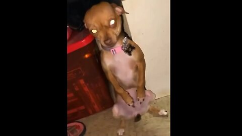 Dog finds and eats weed edibles and quickly realises the mistake she made when she can’t walk