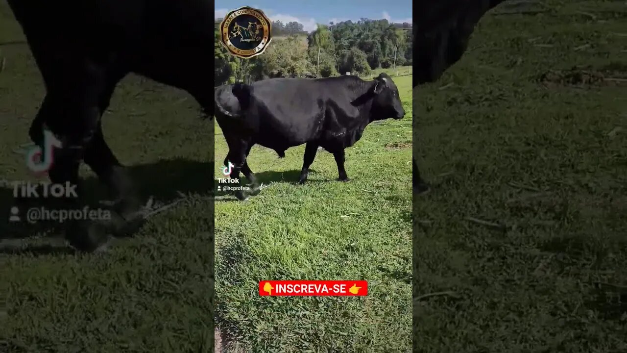 Curiosidade Touro Angus 🐂 #angus #roça #fazenda #agro #pecuaria #boi #touro #tiktok #cows #Escócia