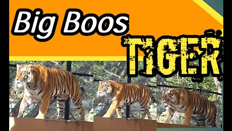 Big Boss Tiger in India