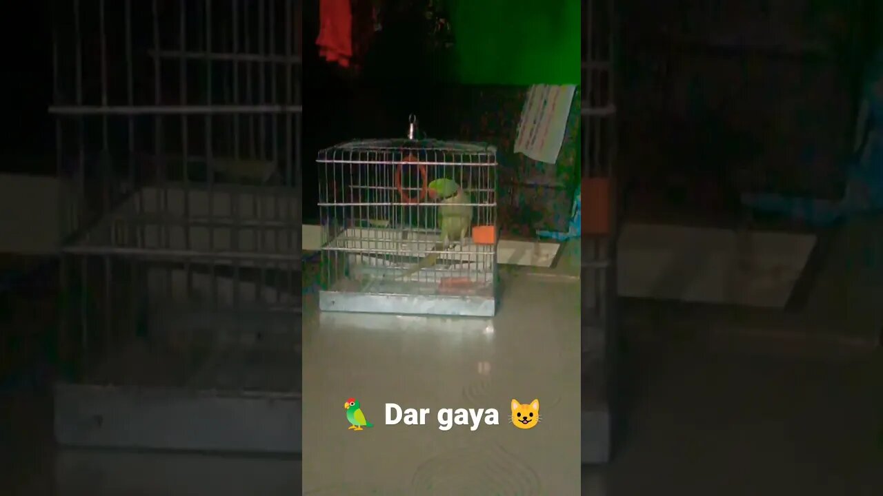 Popatlal 🦜 Dar gaya Apni Billi Mausi se 😺