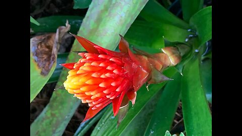 Hawaii Tropical Flowers Part 1 BioReserve & Garden