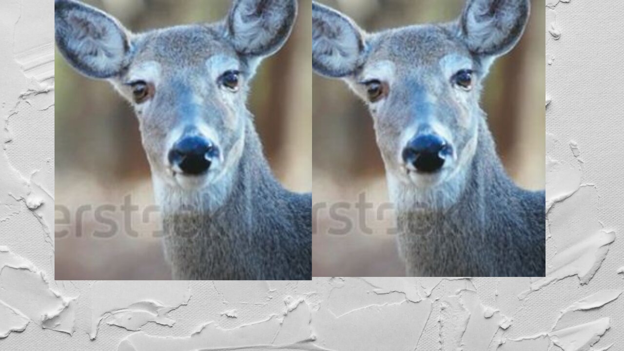 Beautiful White tail Deer