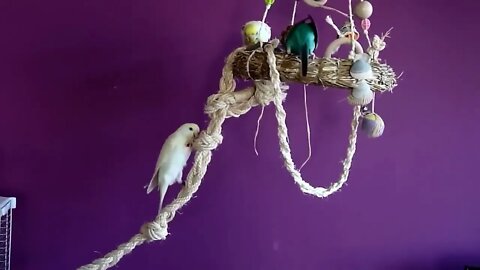 4K HDR Video – Beautiful Lovebird | Budgies and Cockatiel Birds Playing and Feeding-17