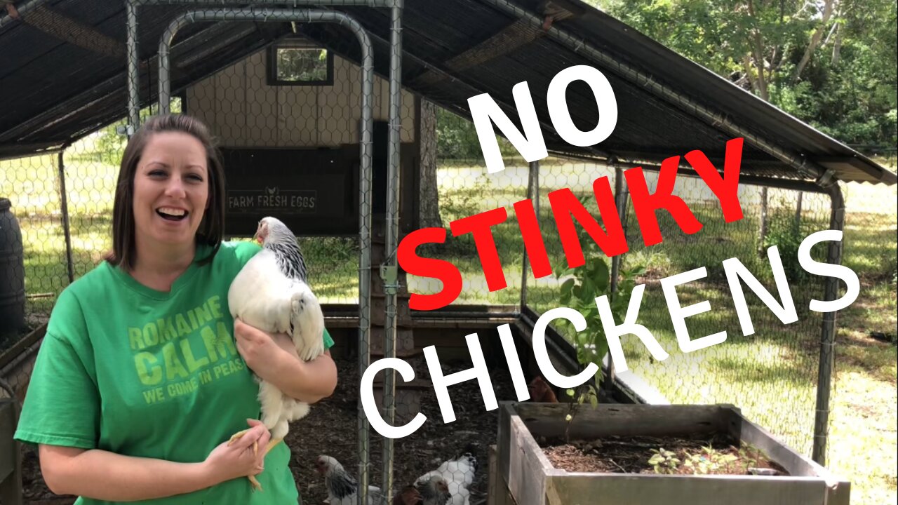 No STINKY Chickens! Maintaining Your Coop (With Bonus Tips)