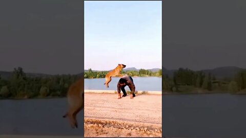 Damn do dogs fly 😮😱 #shorts #viral #saintpee #music #viralshorts #dog #doglover