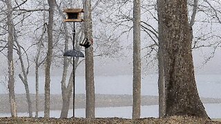 PETE AT THE FEEDER WITH A FRIEND VERY BUSY MORNING THIS MORNING AT THE FEEDER