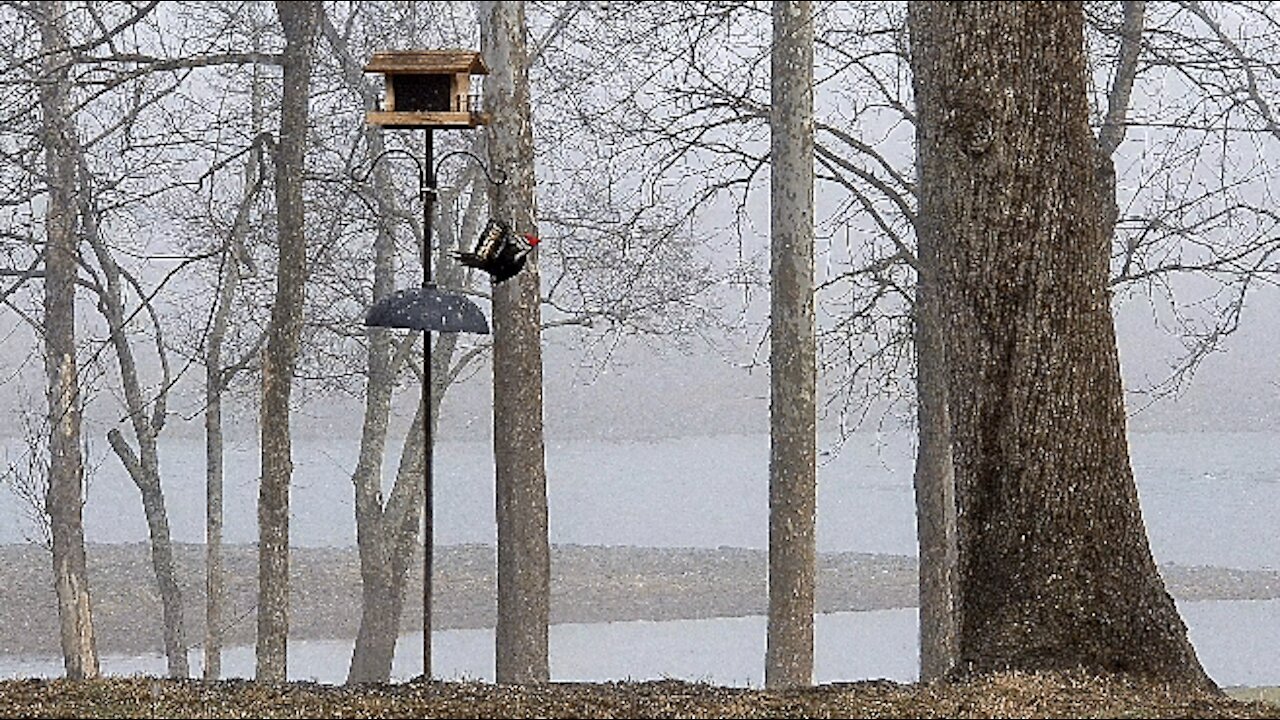 PETE AT THE FEEDER WITH A FRIEND VERY BUSY MORNING THIS MORNING AT THE FEEDER