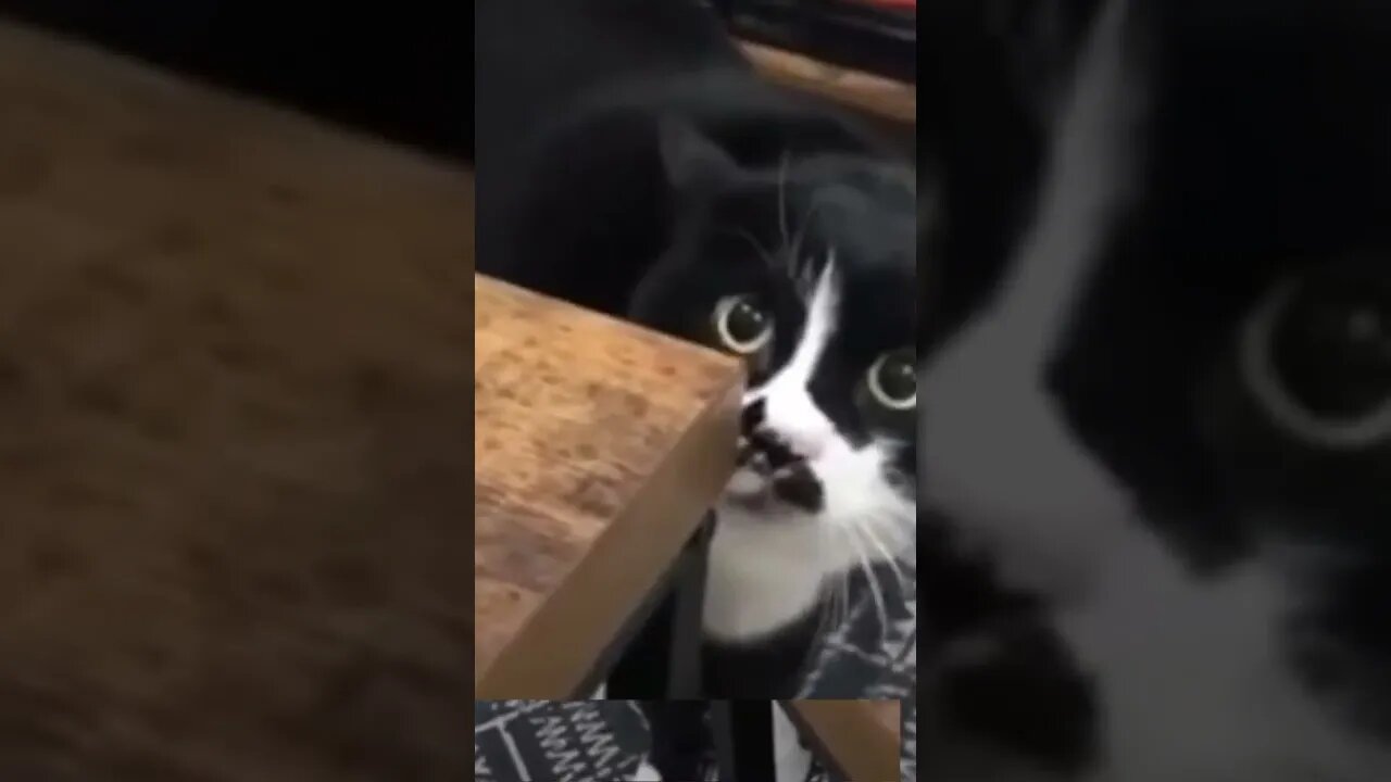 This cat says he is lonely 😔 Funny talking cat