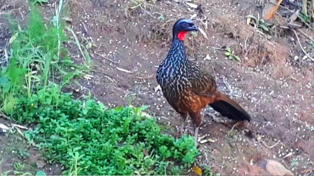 Jacu em uma diversão Jacuaçu jacuguaçu, guans