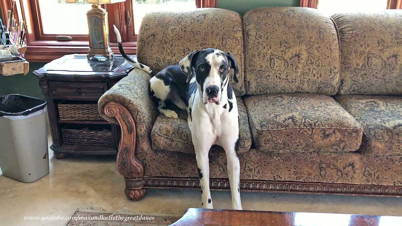 Great Dane Learns To Sit Like The Peoples Do