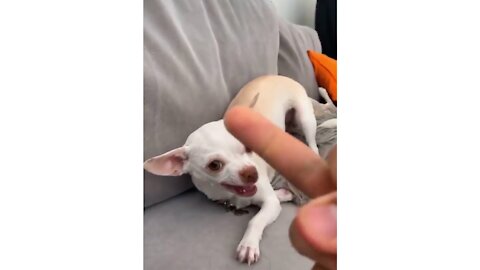 Cute White Dog Showing his Angry Face