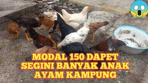 AYAM KAMPUNG MURAH mari kita borong