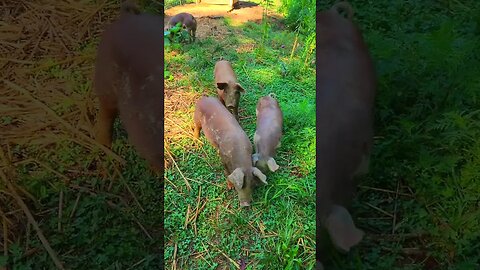 Beautiful Pigs @UncleTimsFarm #kärnəvór #carnivore #shorts #hereford #freerangepigs