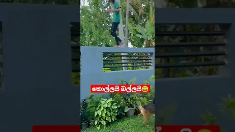 මෙහෙමත් බලු කෝලං 😀 #shorts
