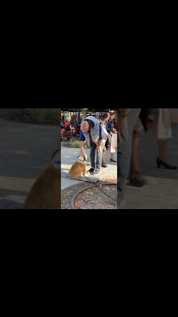 1Min Animal World #dogs #cats #pet