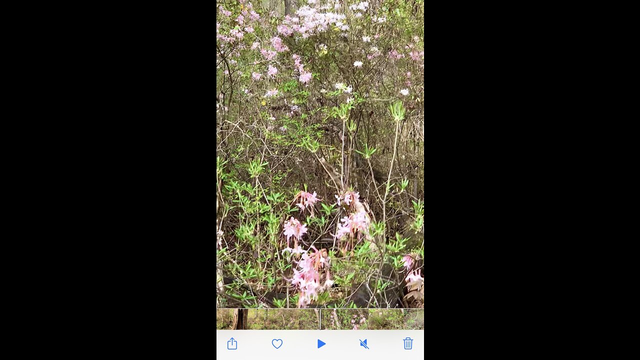 Beautiful hide away spot in the woods surrounded by wild honeysuckle bushes