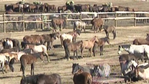 Nevada having trouble finding owner for 3,000 wild horses