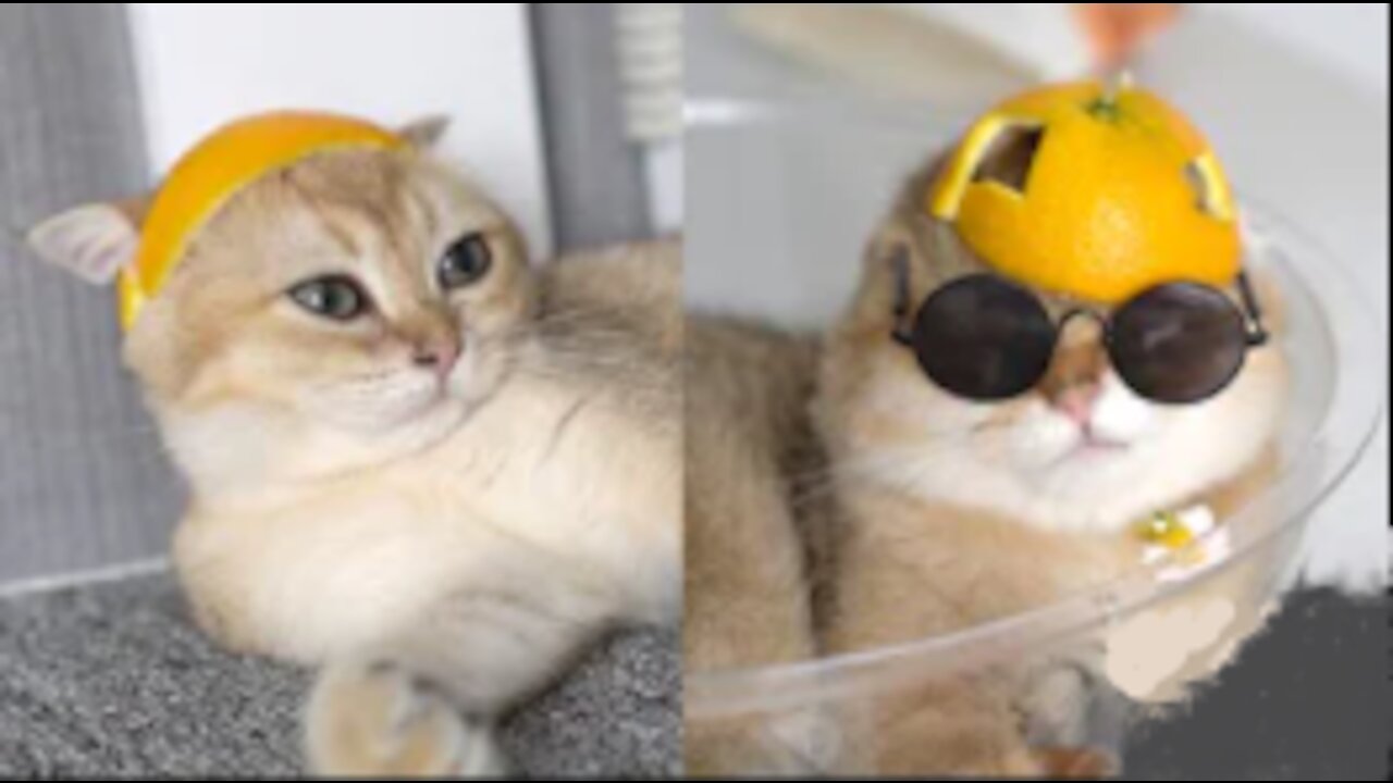 Funny Cats with Orange Hats | Tricksy Pets