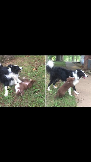Border Collie sweetly plays with big sister