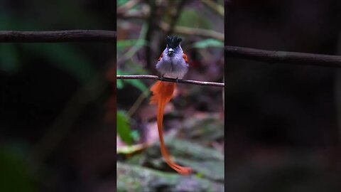 Blythe's Paradise Flycatcher #shorts #short