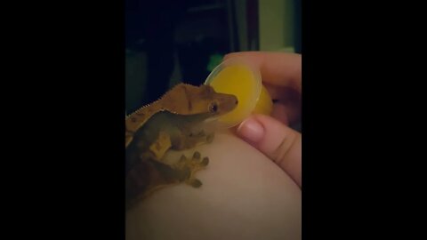 Gecko Enjoys Treat