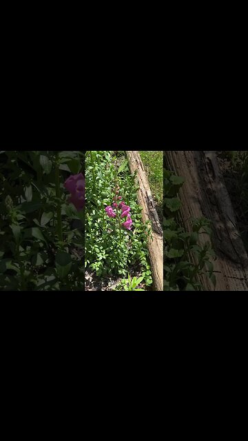 Beautiful Poppy and more