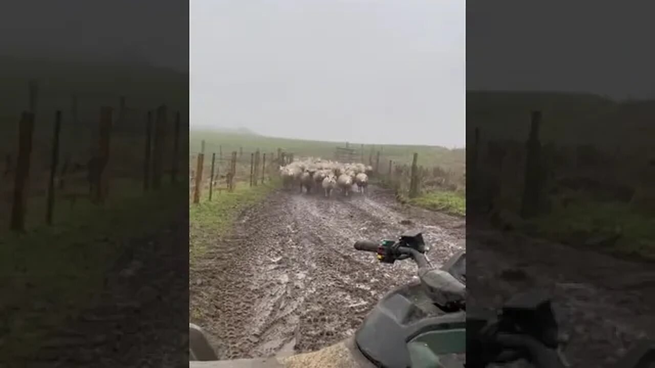 Herding the sheep at lightning fast speed ⚡️