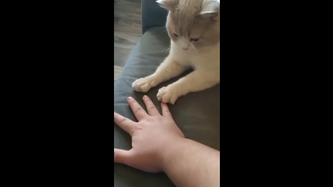 Funny animal videos 2023 - Funny cats/dogs - Funny animals/Haypyy Pett