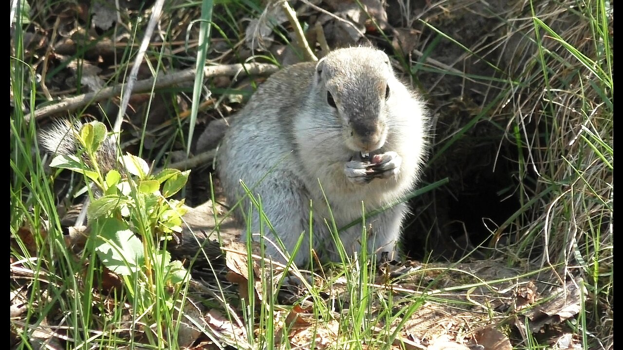 Gopher nibbles sunflower seeds