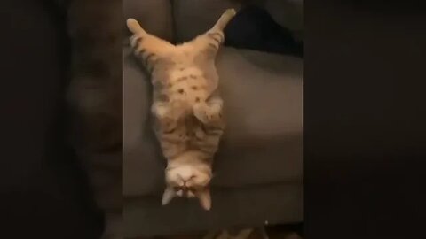 Cat being Weird on Sofa 🥰 #viral #catshorts #funnyvideo