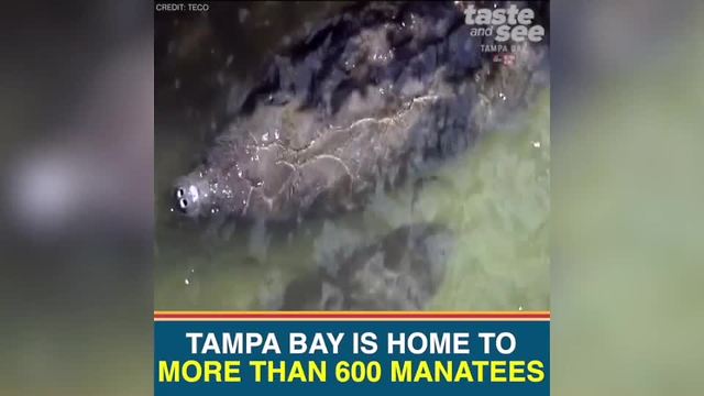 See hundreds of manatees flock to this Tampa Bay power plant | Taste and See Tampa Bay